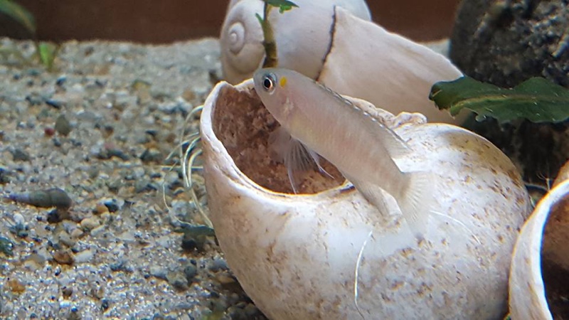 Neolamprologus brevis 'Cape Chaitika'